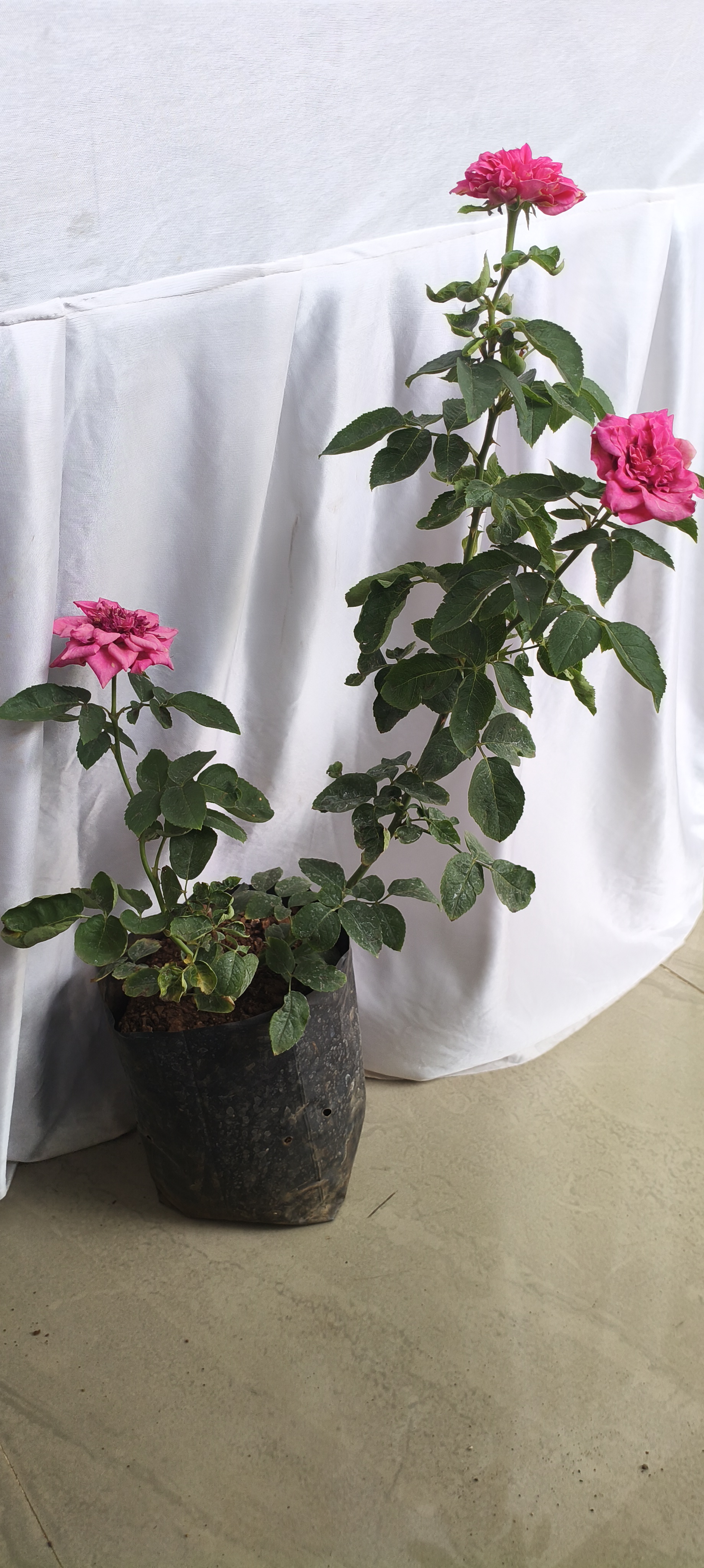 Pink Rose