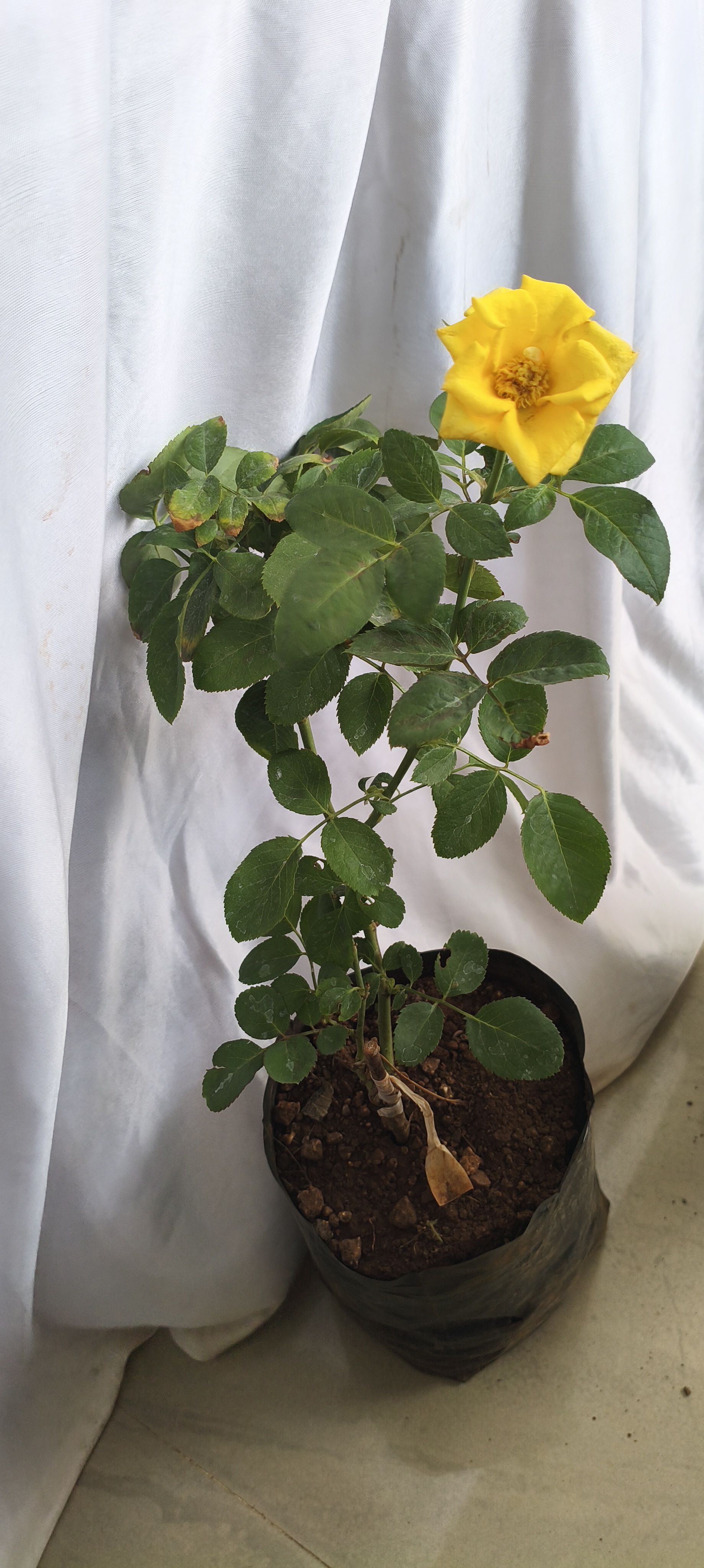 Yellow Rose