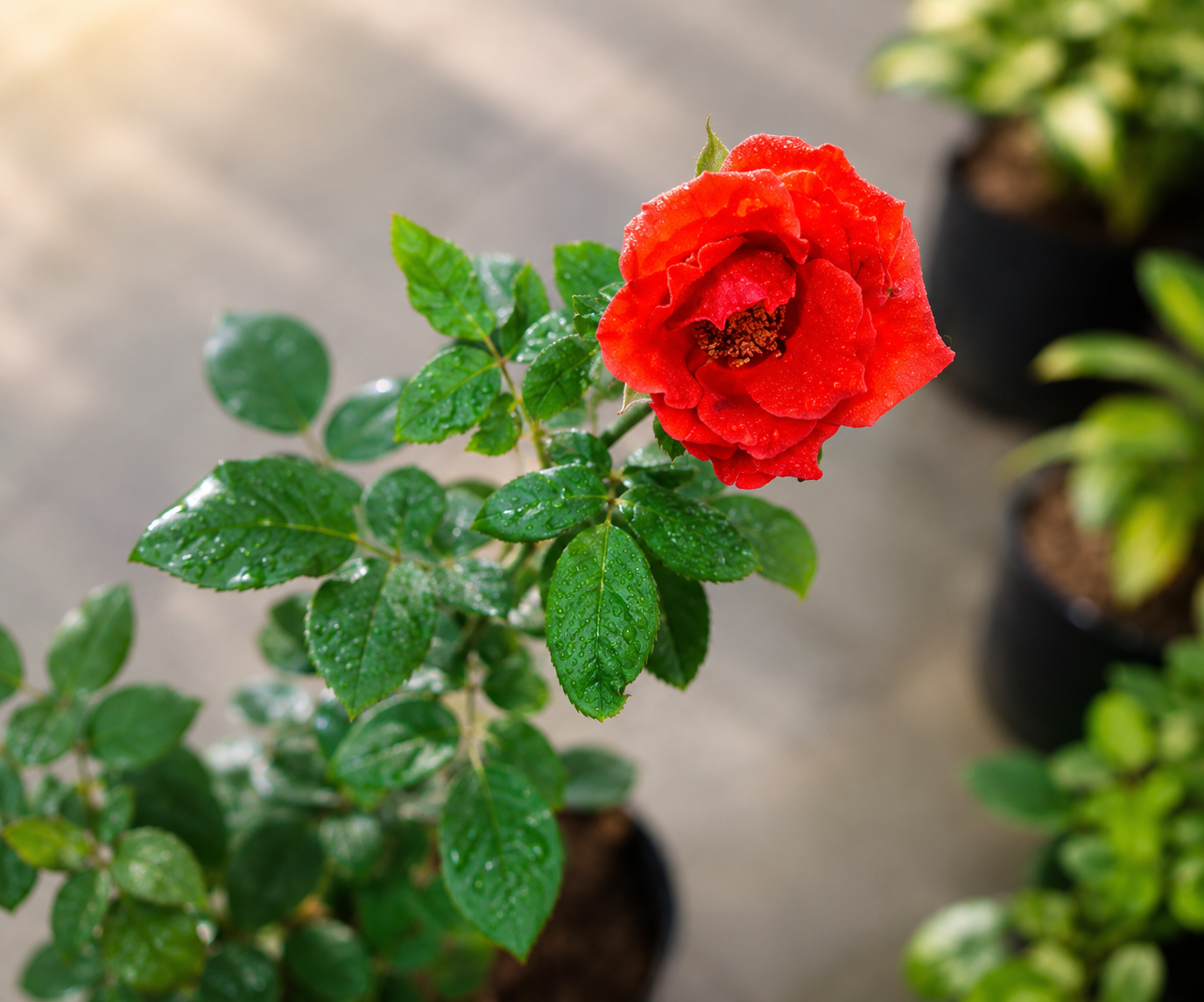 Orenge Rose