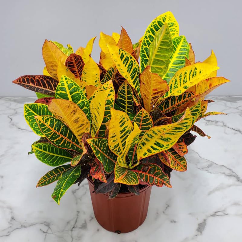 Croton