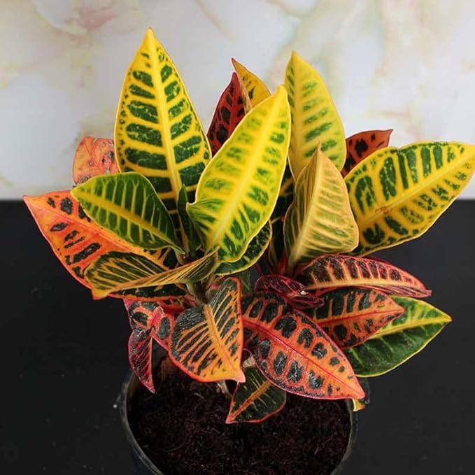 Croton