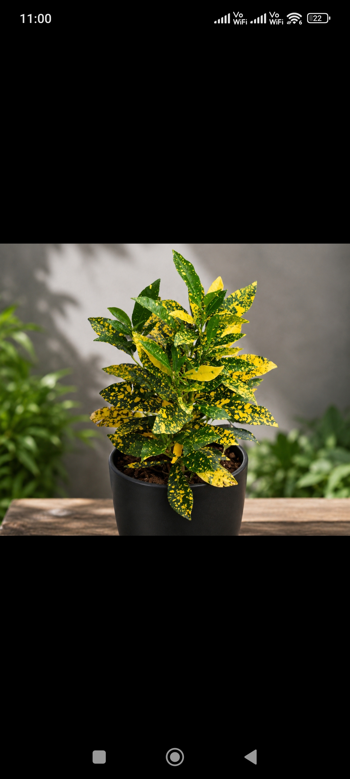 Lemon croton plant
